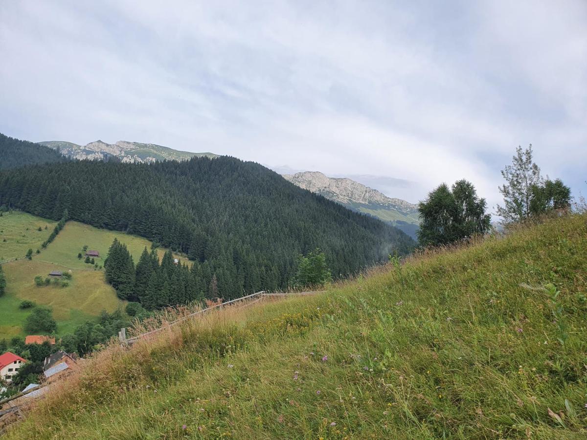 Alegria - Moieciu De Sus Moeciu De Sus Exterior foto