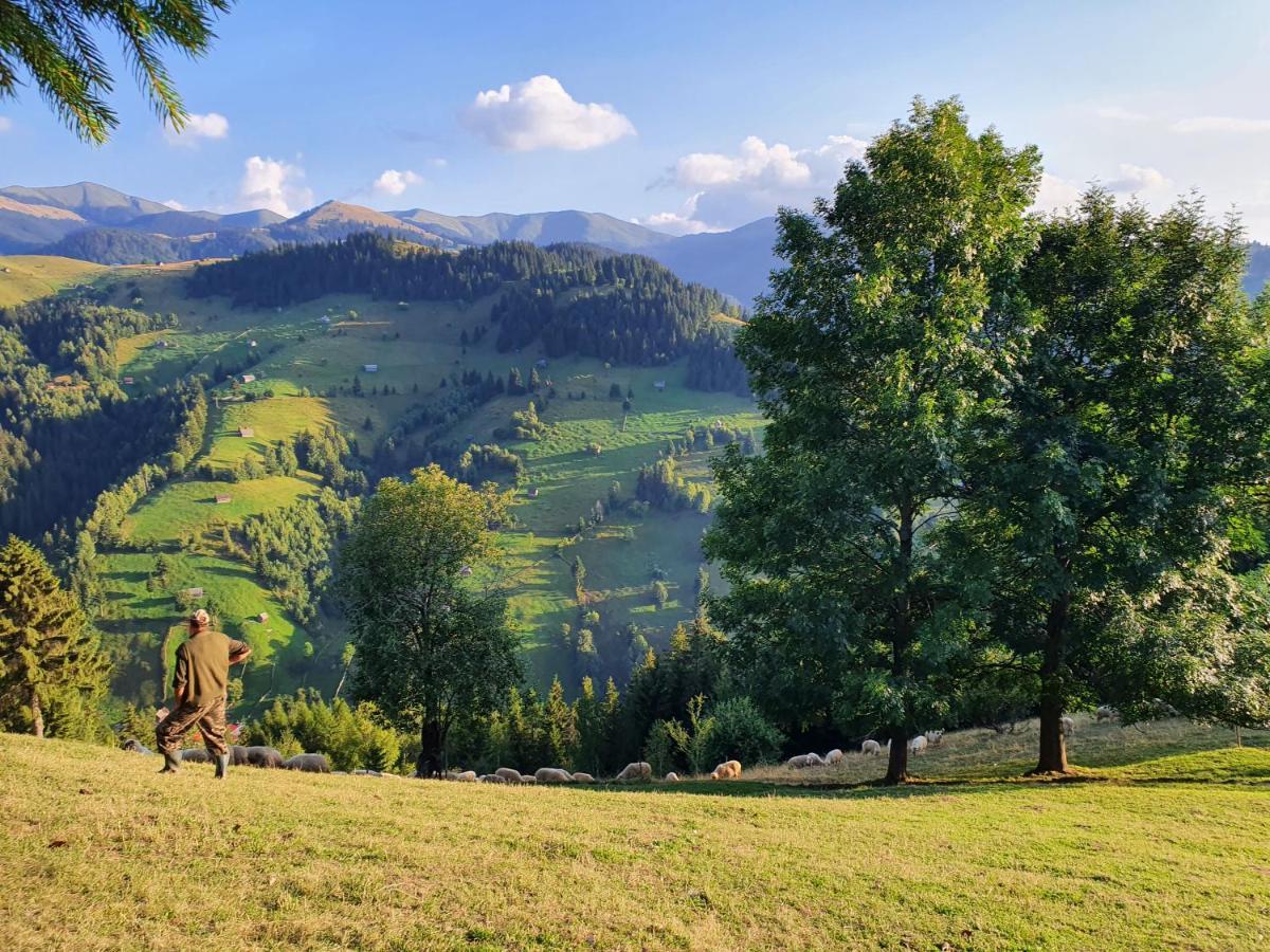 Alegria - Moieciu De Sus Moeciu De Sus Exterior foto