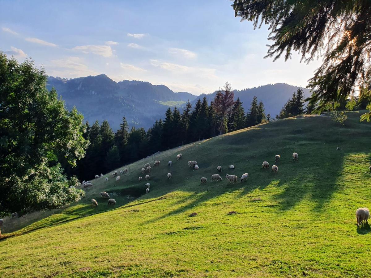 Alegria - Moieciu De Sus Moeciu De Sus Exterior foto
