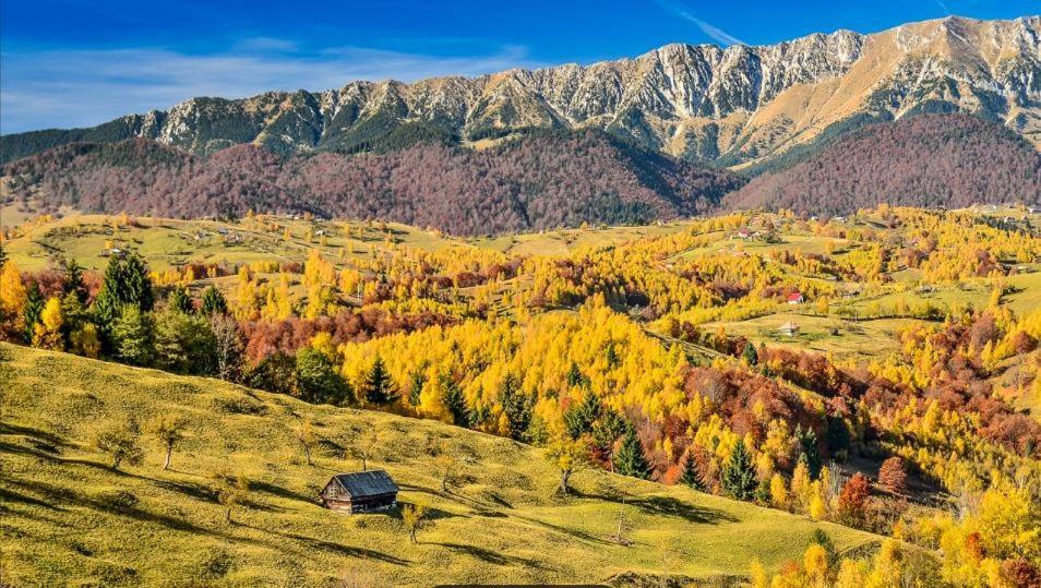 Alegria - Moieciu De Sus Moeciu De Sus Exterior foto